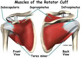 muscles of rotator cuff