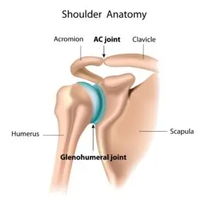 Shoulder anatomy labeled